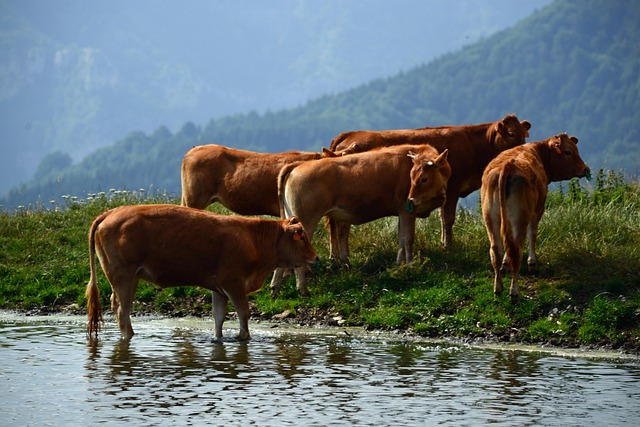 Pfanne auf Herd mit einfachen Alltagsgerichten